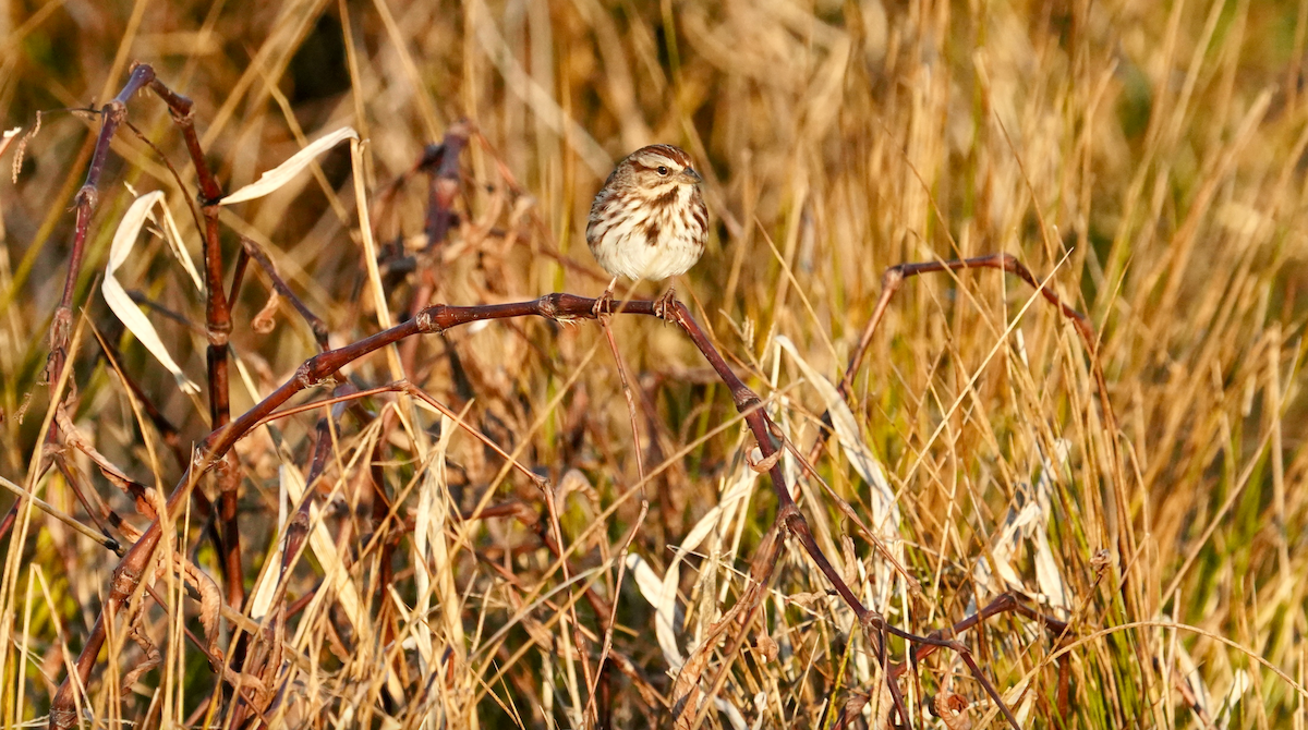 Song Sparrow - ML613078670