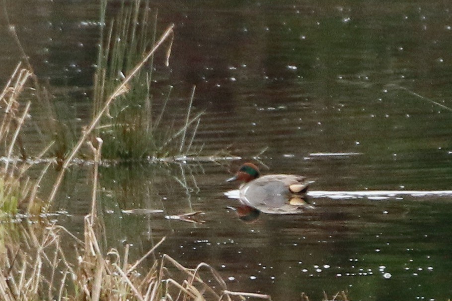 Green-winged Teal - ML613078671