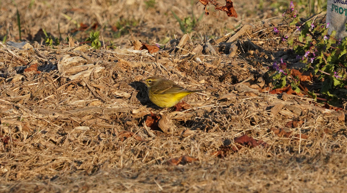 Palm Warbler - ML613078680