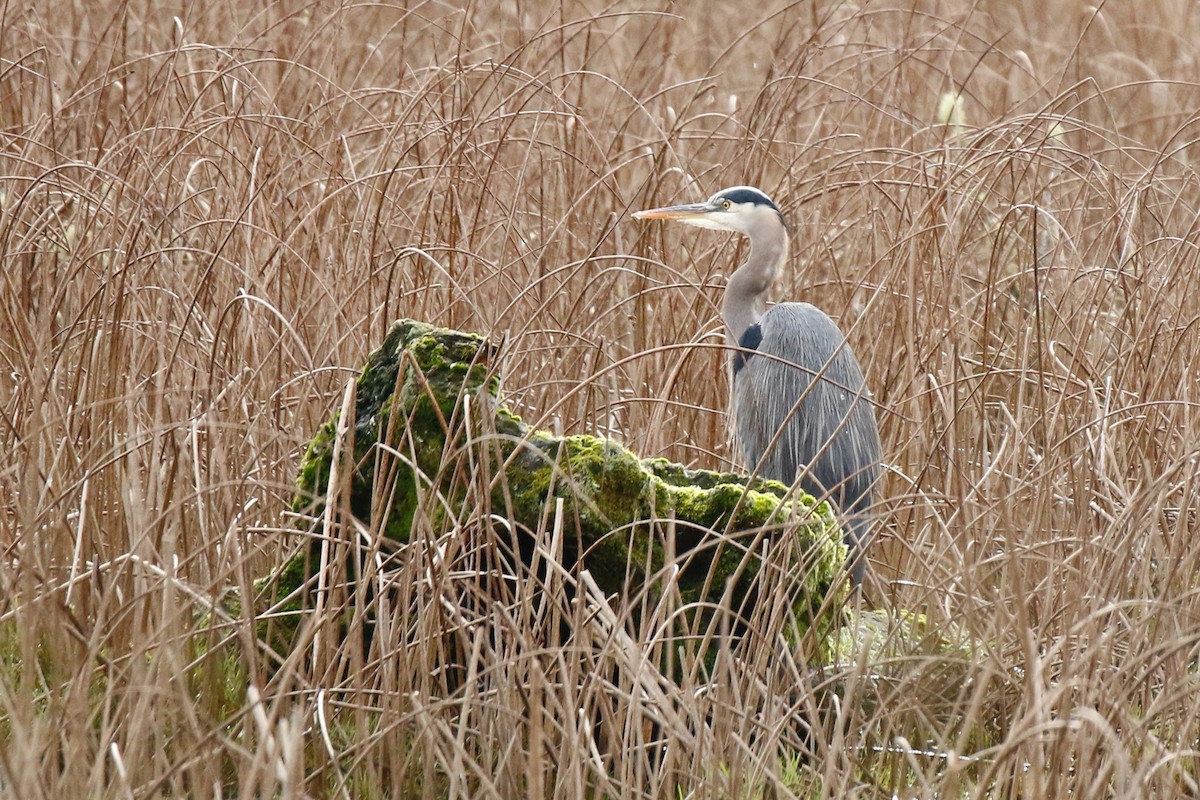 Great Blue Heron - ML613078682