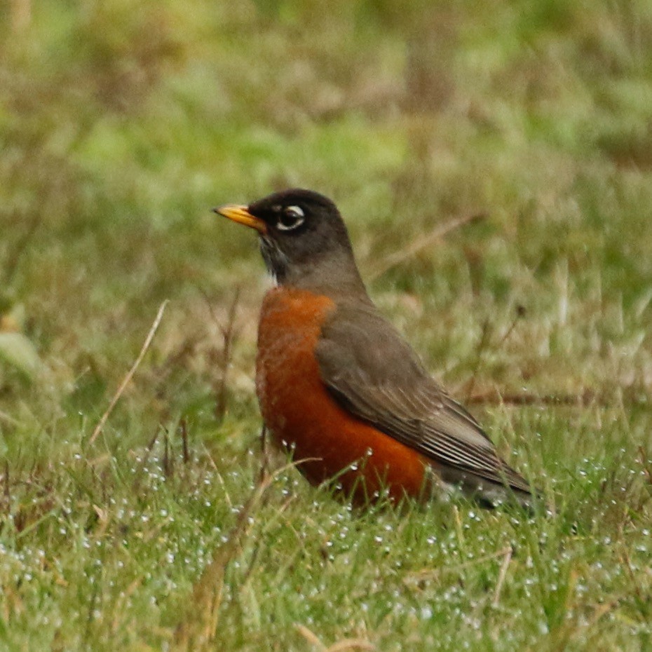 American Robin - ML613078699