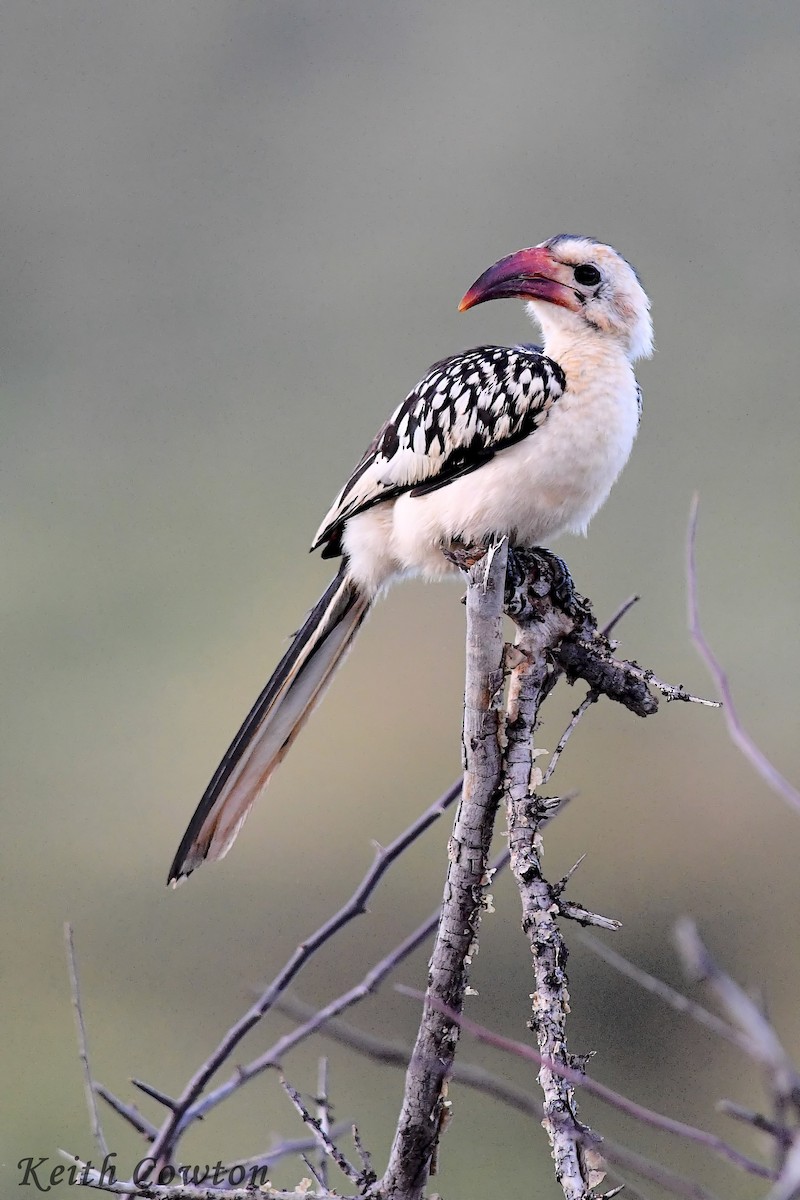 Northern Red-billed Hornbill - ML613078729