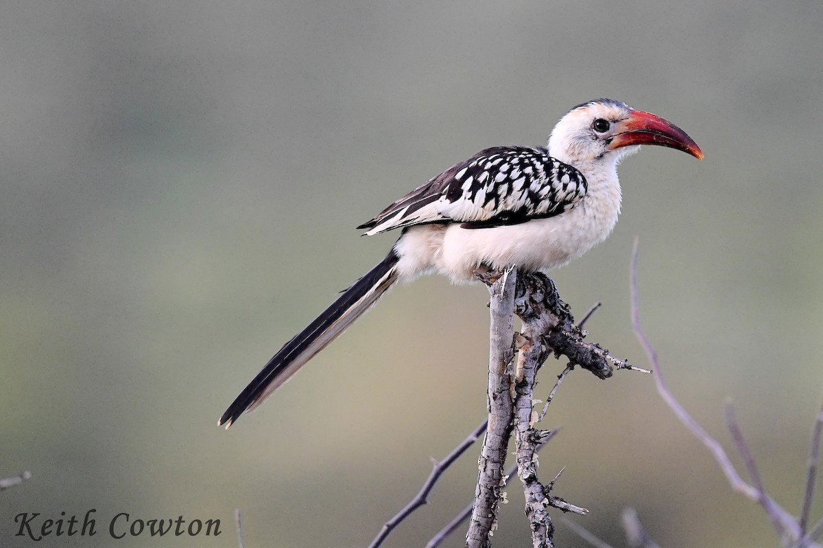 Northern Red-billed Hornbill - Keith Cowton