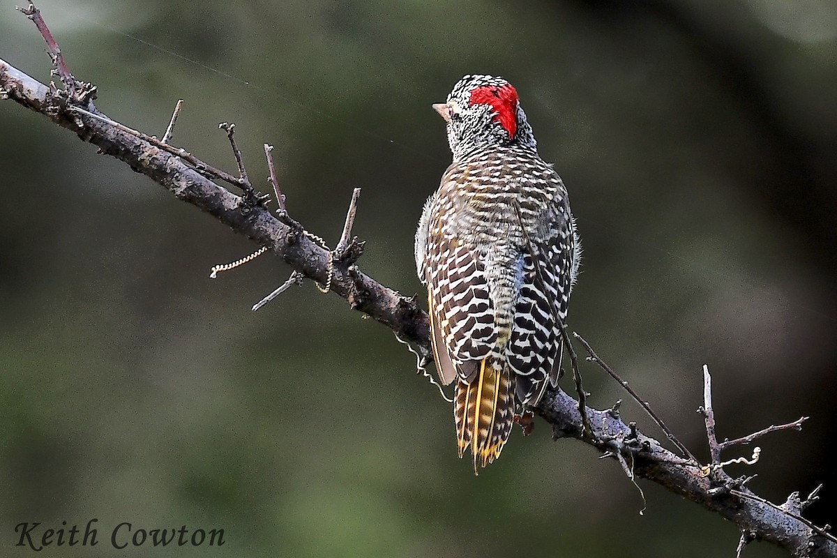 Nubian Woodpecker - Keith Cowton