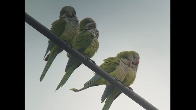 Monk Parakeet - ML613078794