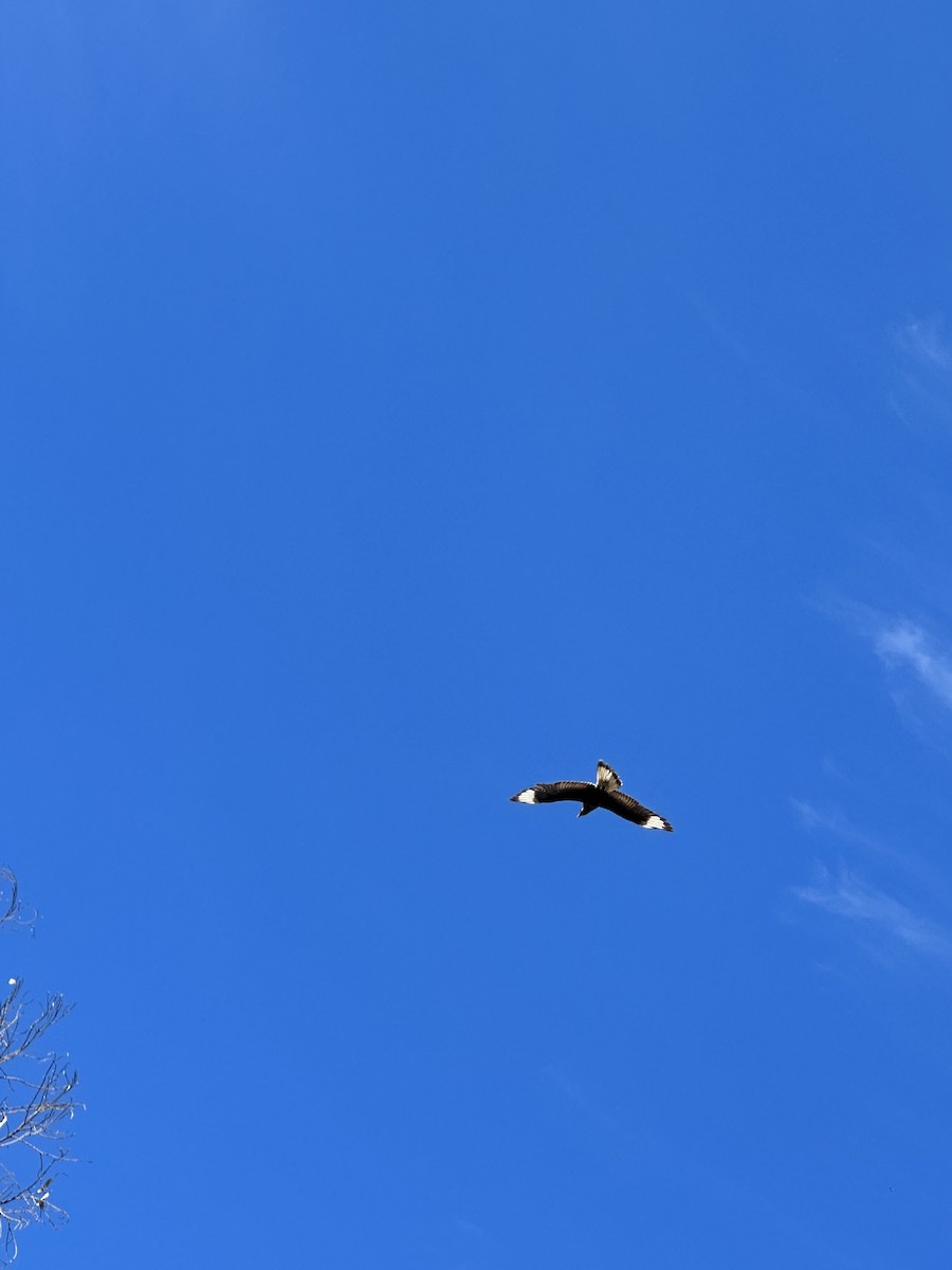 Crested Caracara - ML613078847