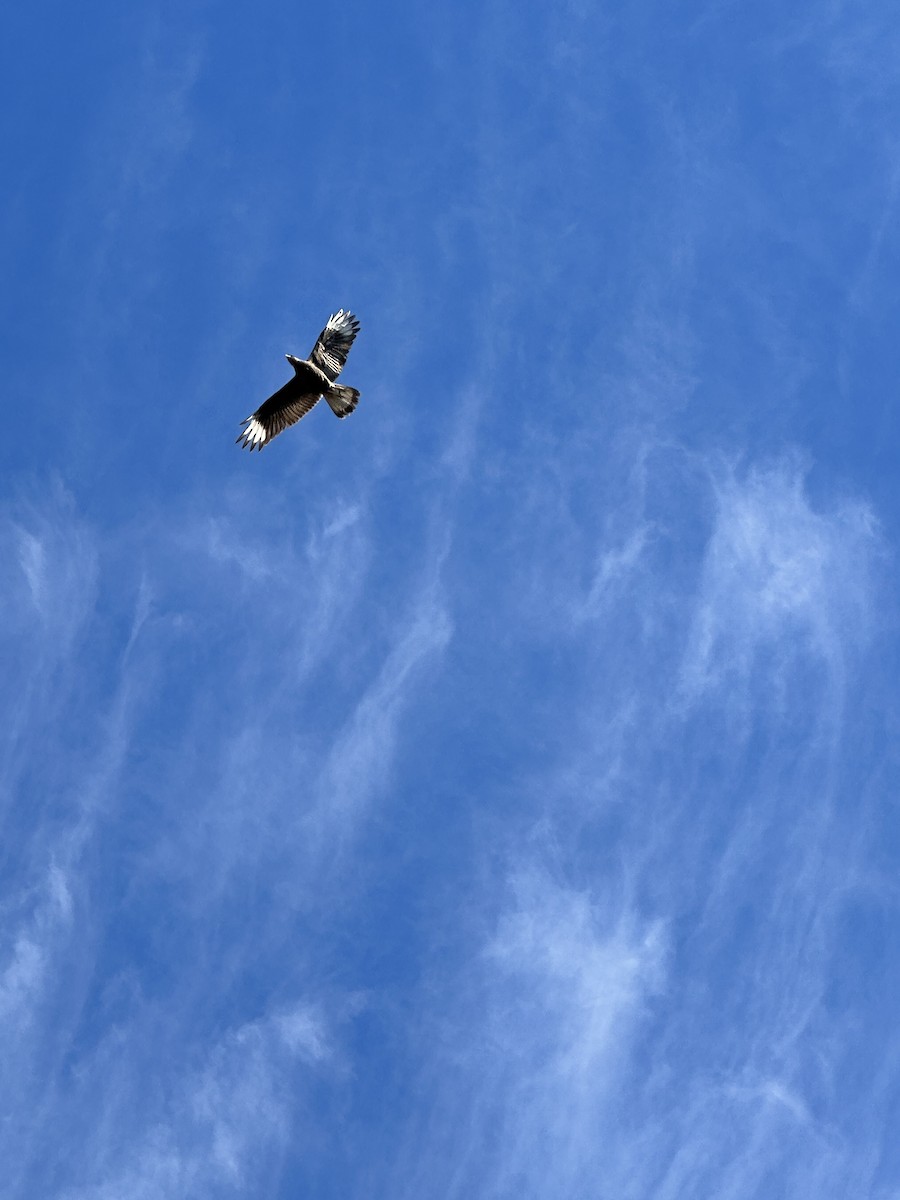 Crested Caracara - ML613078848