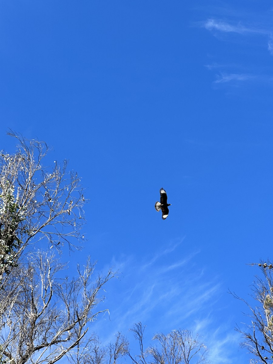 Crested Caracara - ML613078849