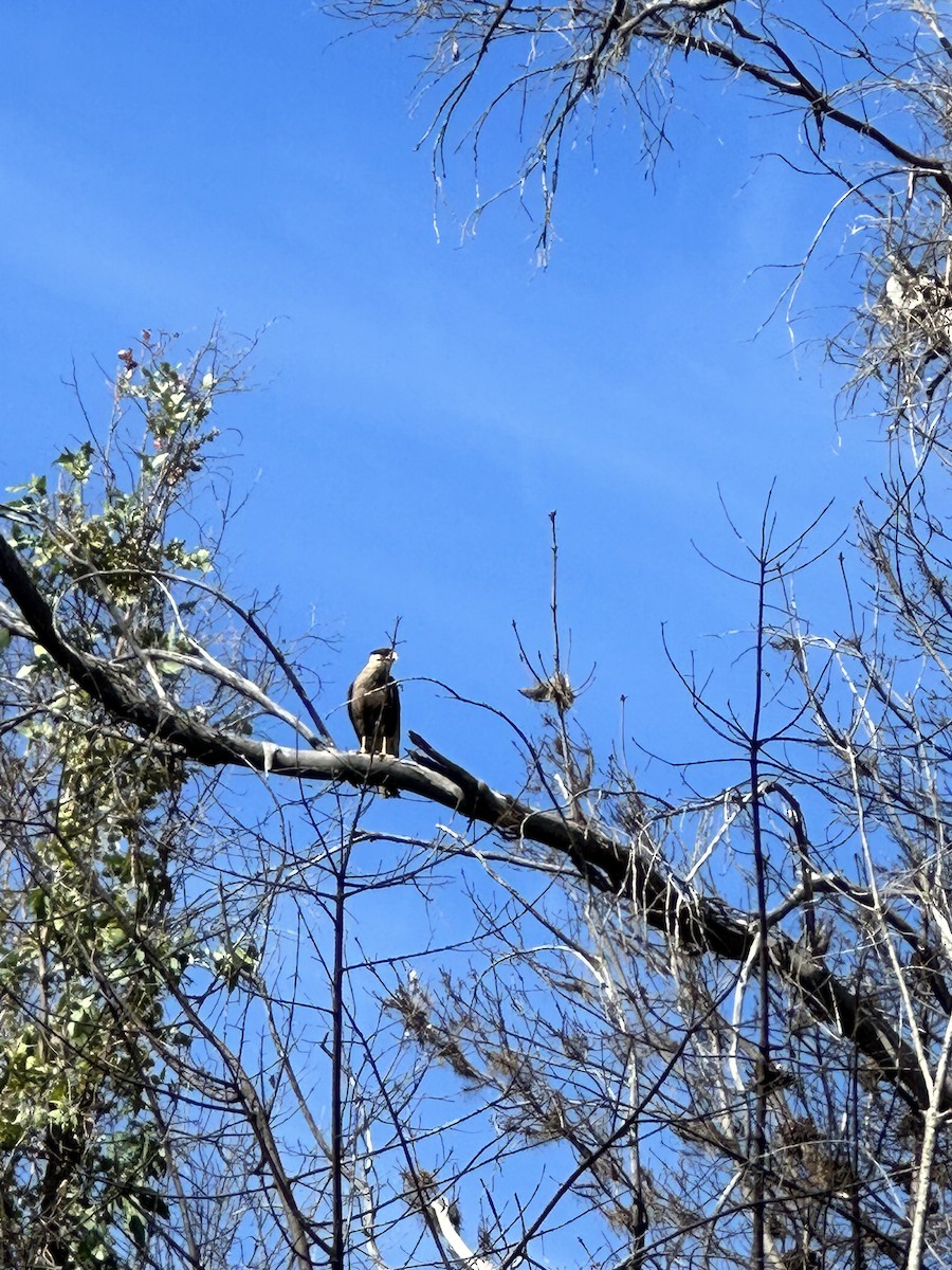 Crested Caracara - ML613078850