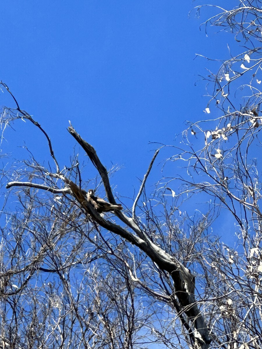 Crested Caracara - ML613078851