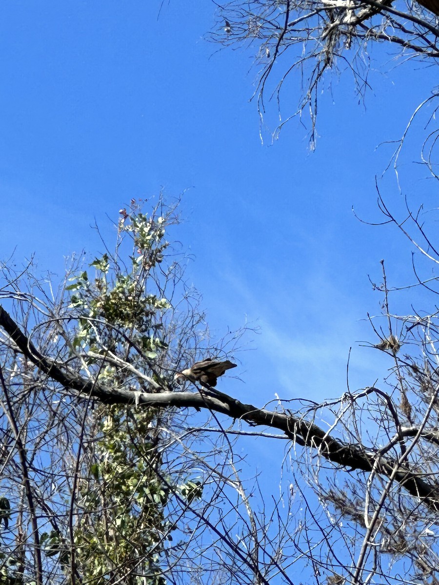 Crested Caracara - ML613078852