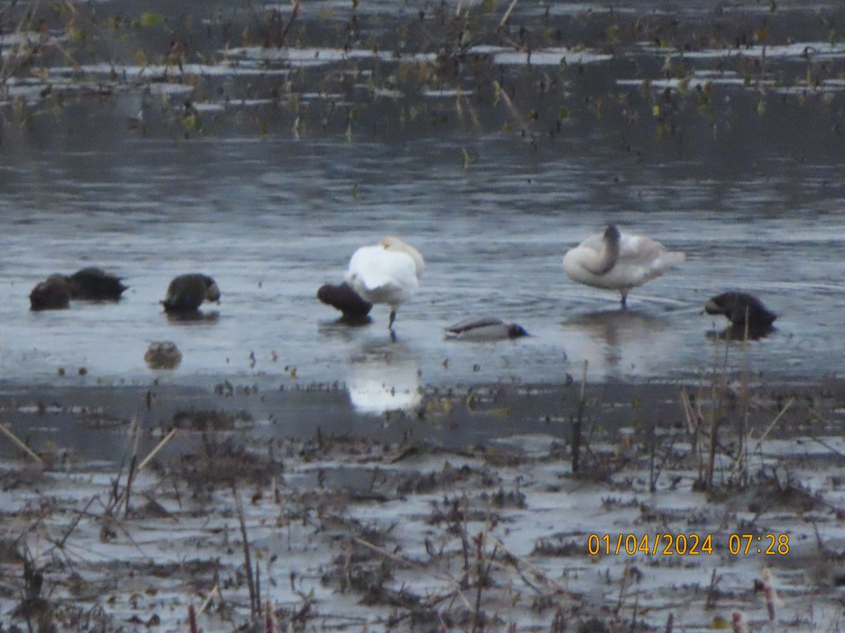 Tundra Swan - ML613078884