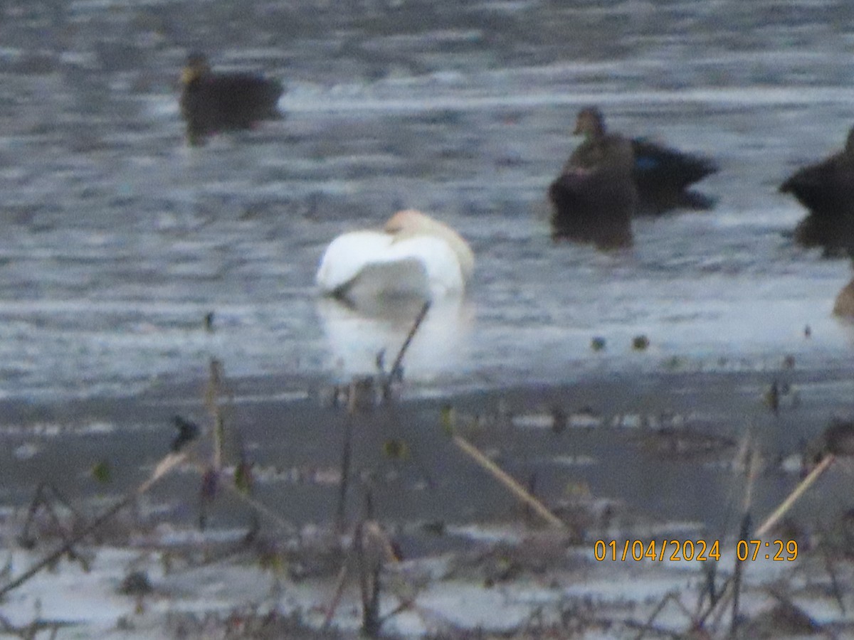 Tundra Swan - ML613078890