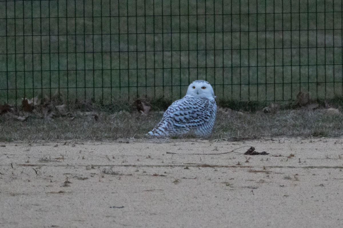 Snowy Owl - ML613079001