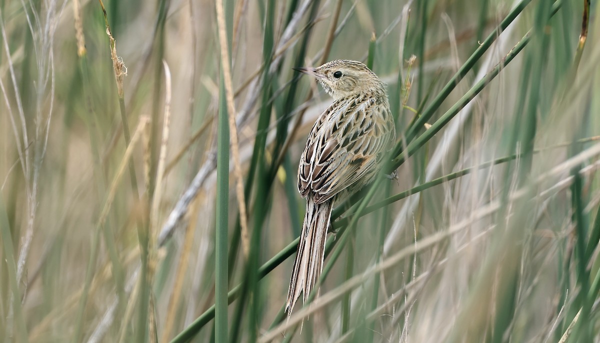 Pampas Sepetöreni - ML613079013