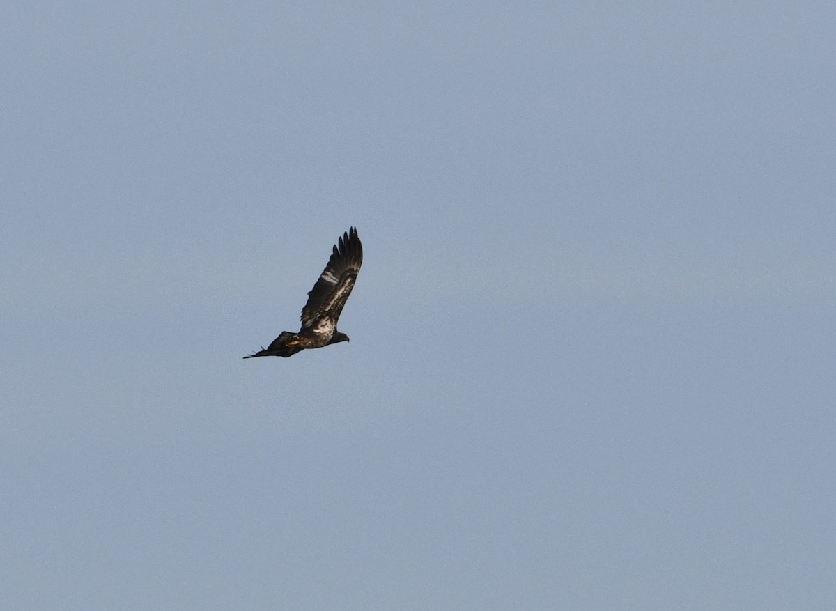 Bald Eagle - ML613079061