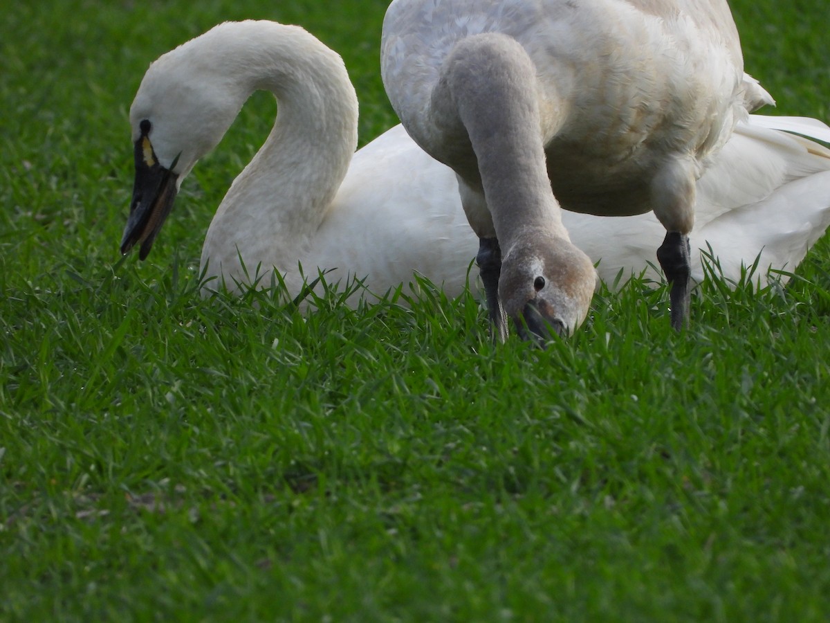 Tundra Swan - robert goff