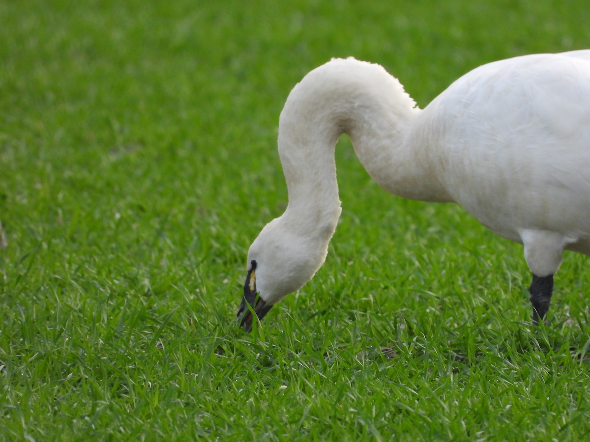 Tundra Swan - robert goff