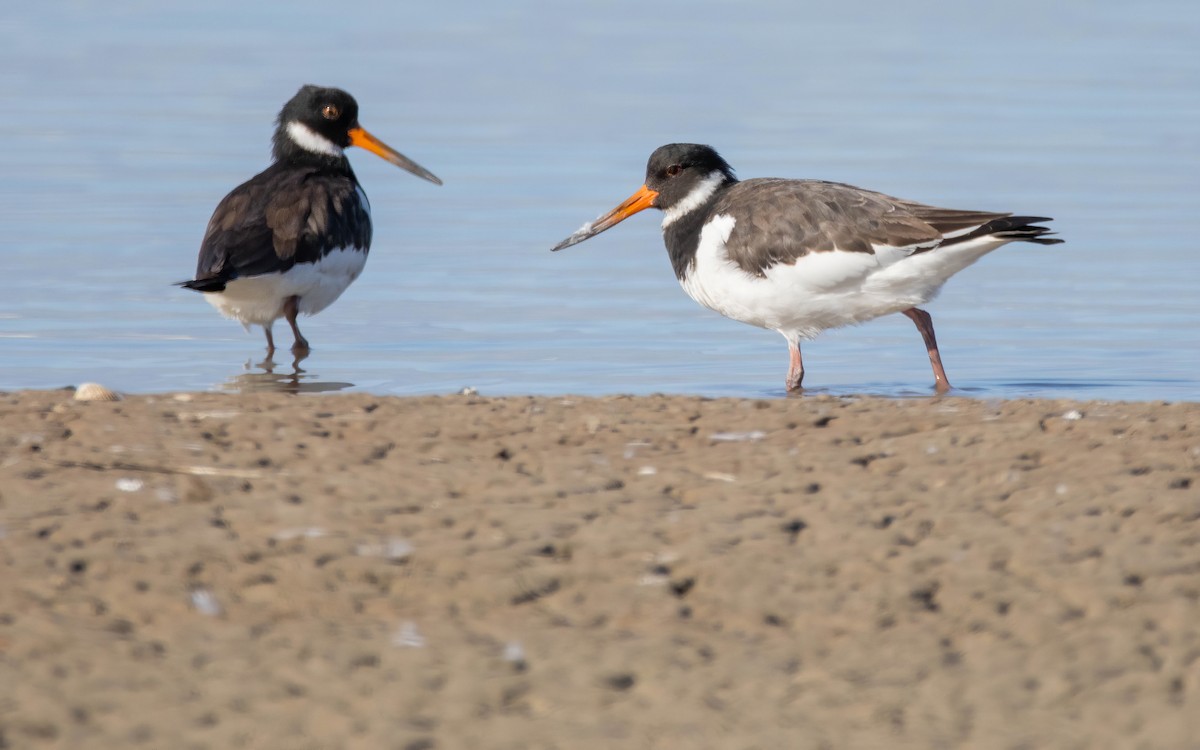 Eurasian Oystercatcher - ML613079090