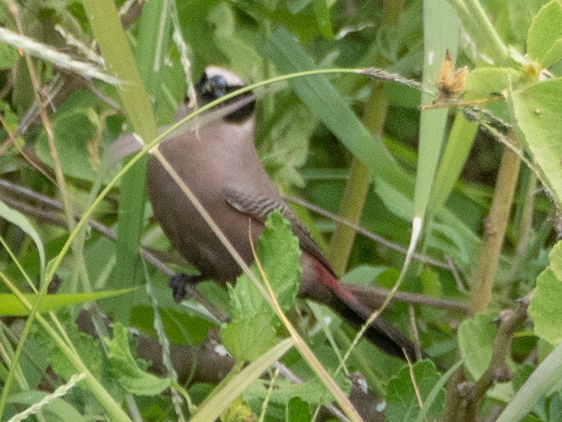 Black-faced Waxbill - ML613079107