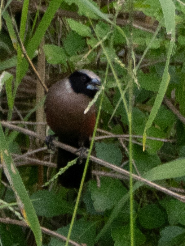 Black-faced Waxbill - ML613079108