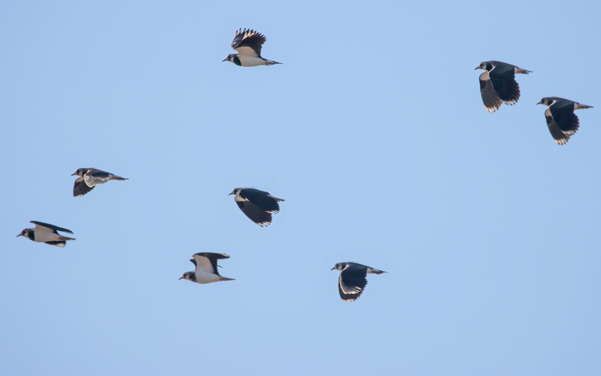 Northern Lapwing - Andrés  Rojas Sánchez