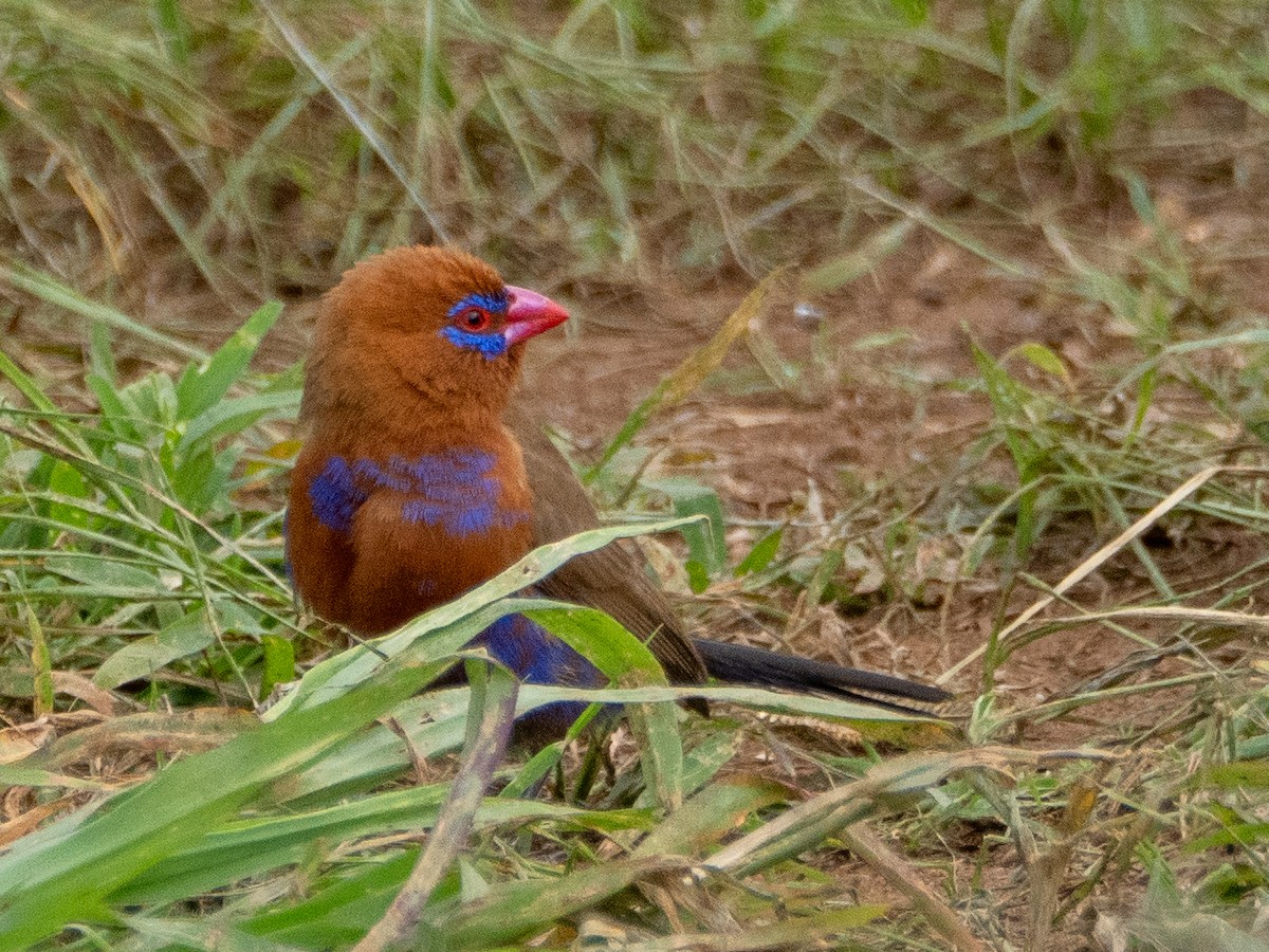 ムラサキトキワスズメ - ML613079128