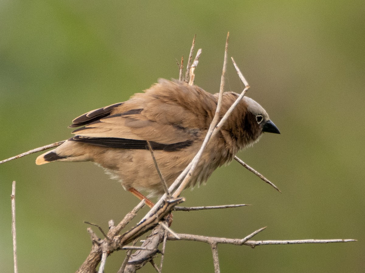 Gray-headed Social-Weaver - ML613079164