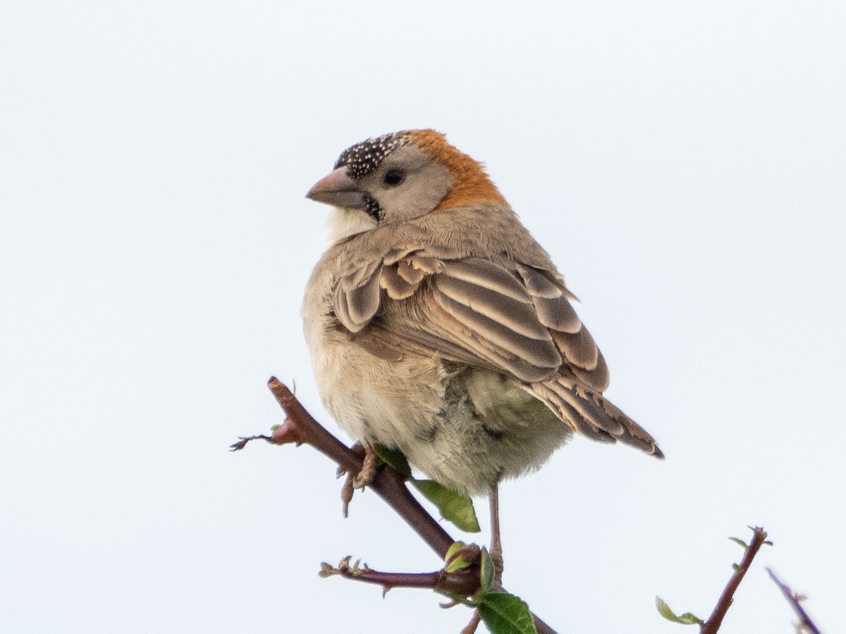 Speckle-fronted Weaver - ML613079184