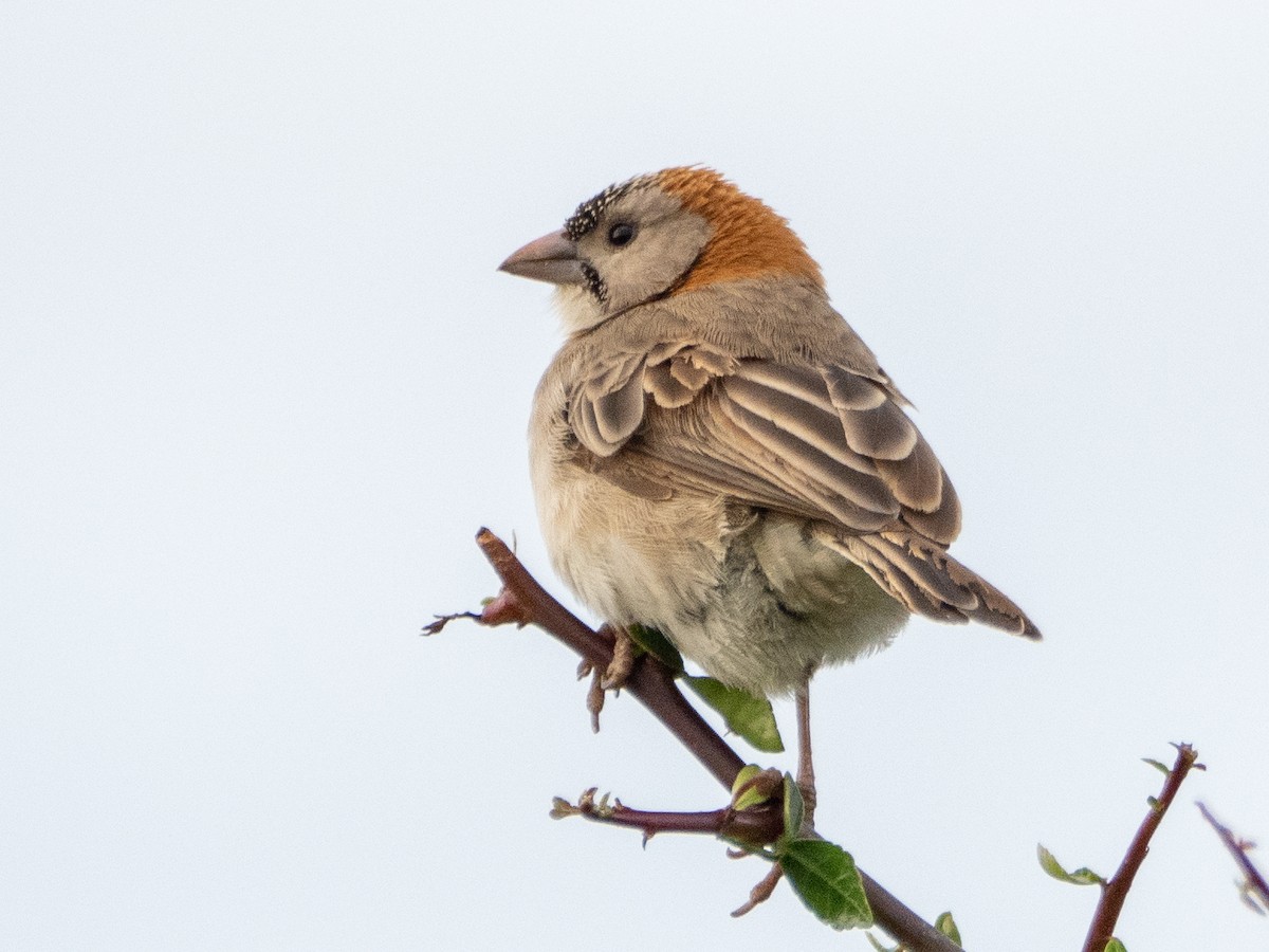 Speckle-fronted Weaver - ML613079185