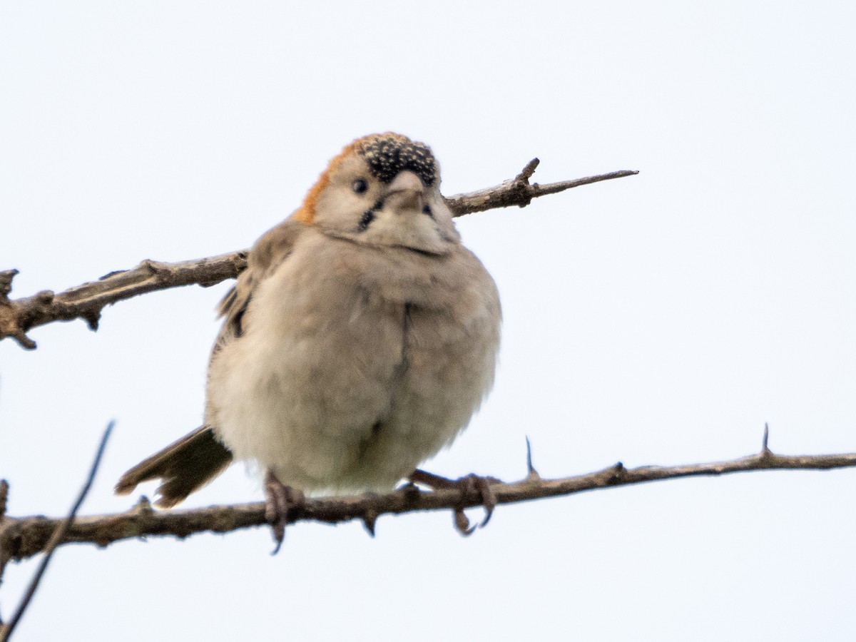 Speckle-fronted Weaver - ML613079186