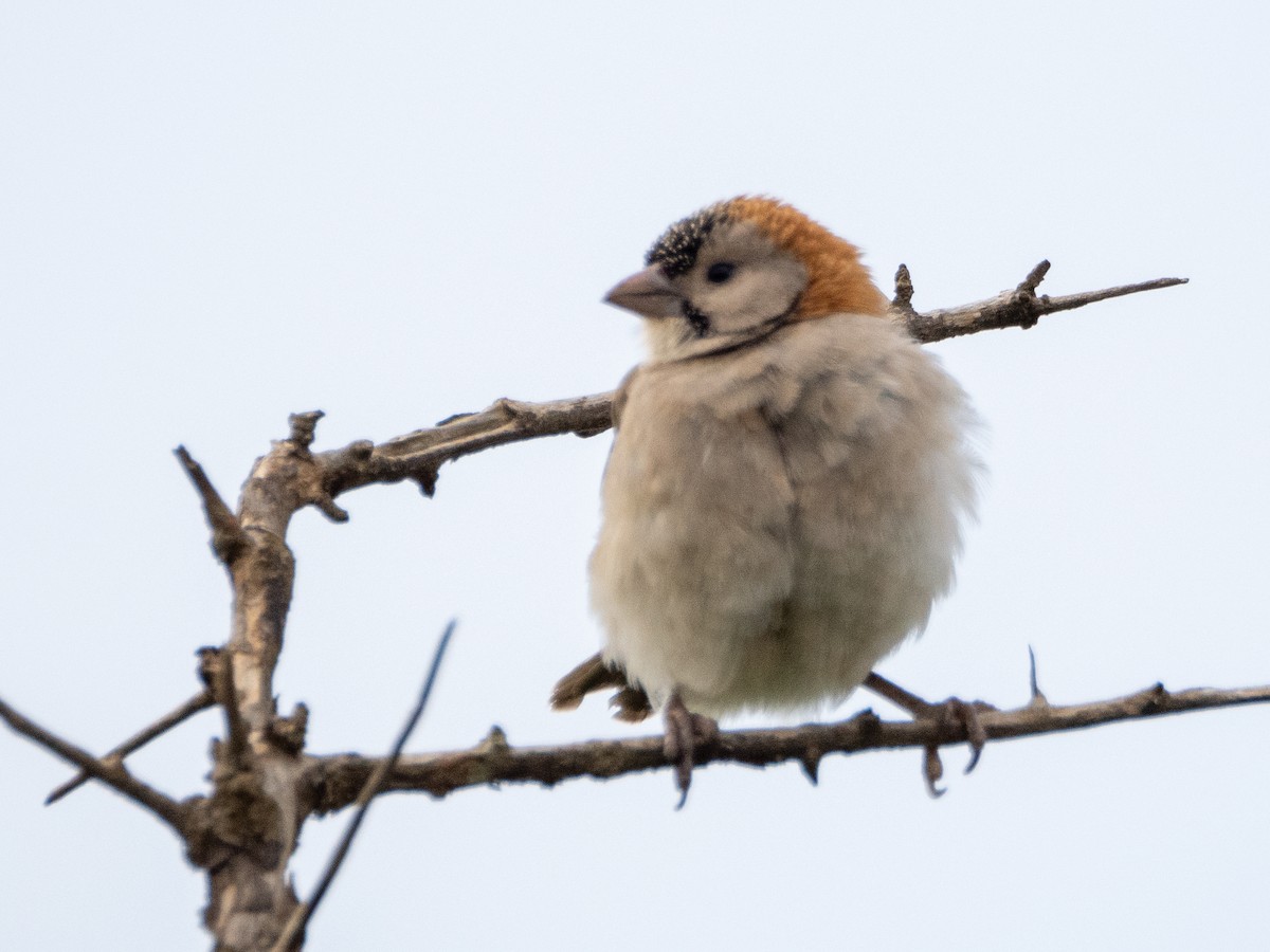 Speckle-fronted Weaver - ML613079187