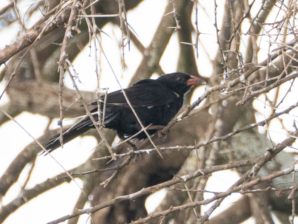 Red-billed Buffalo-Weaver - ML613079205