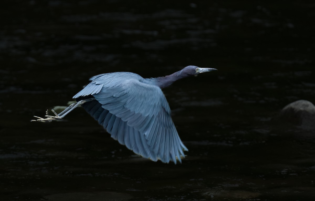 Little Blue Heron - ML613079209