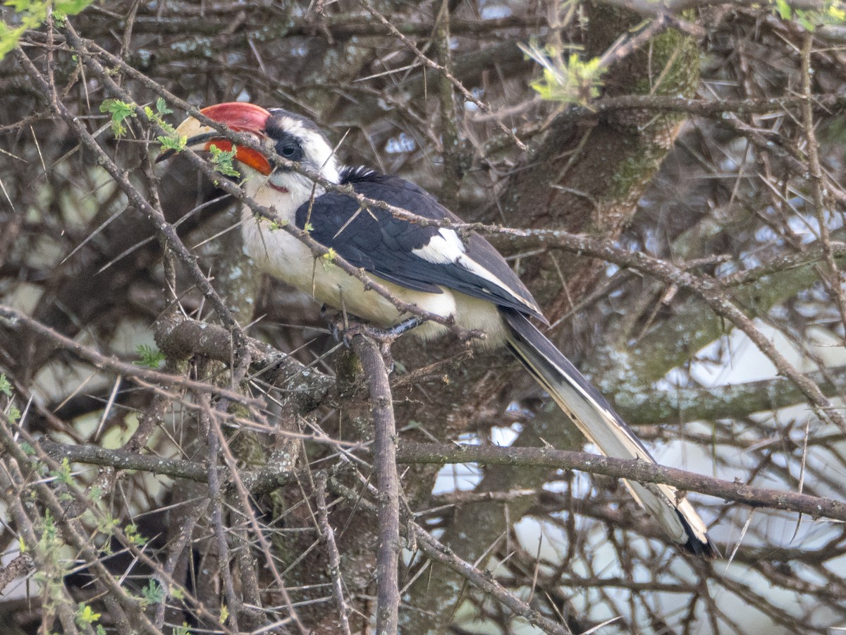 Von der Decken's Hornbill - ML613079211