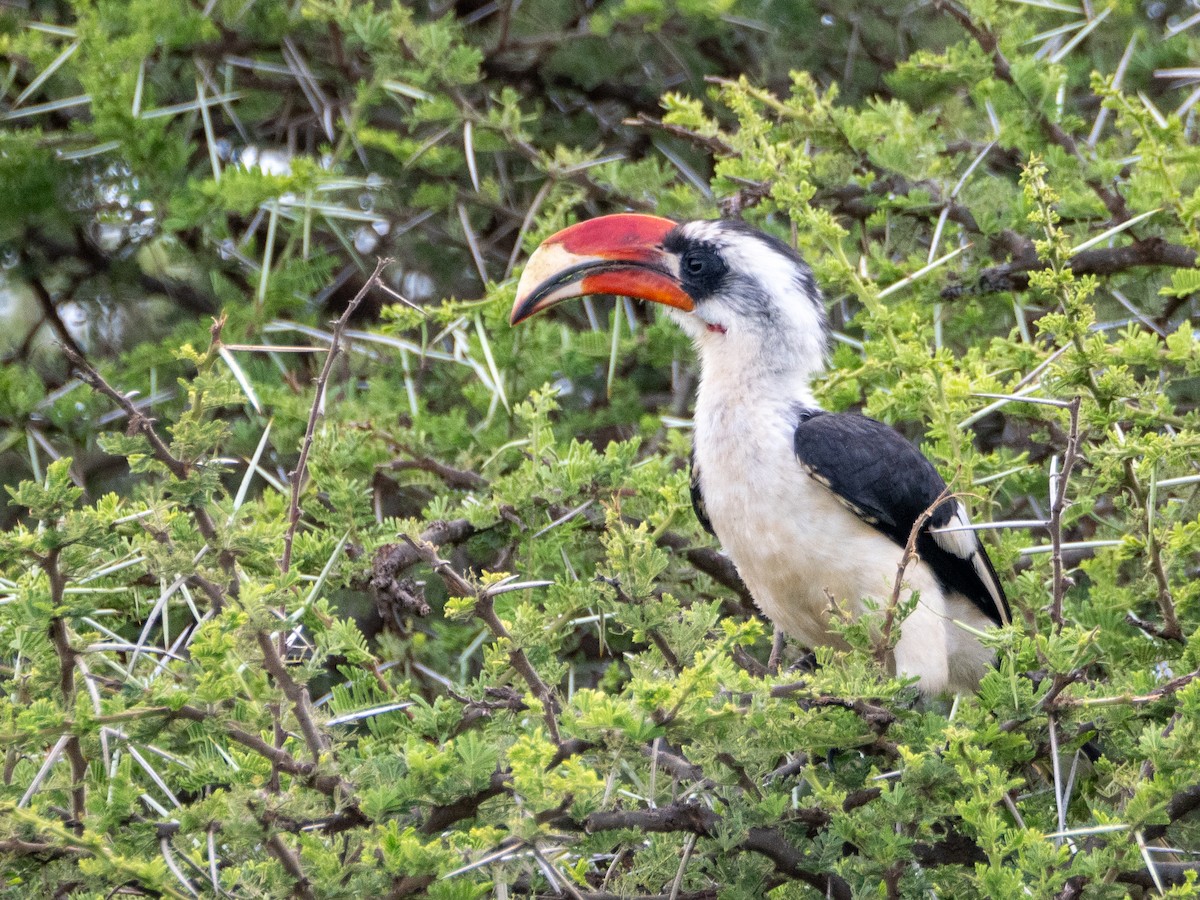 Von der Decken's Hornbill - ML613079212