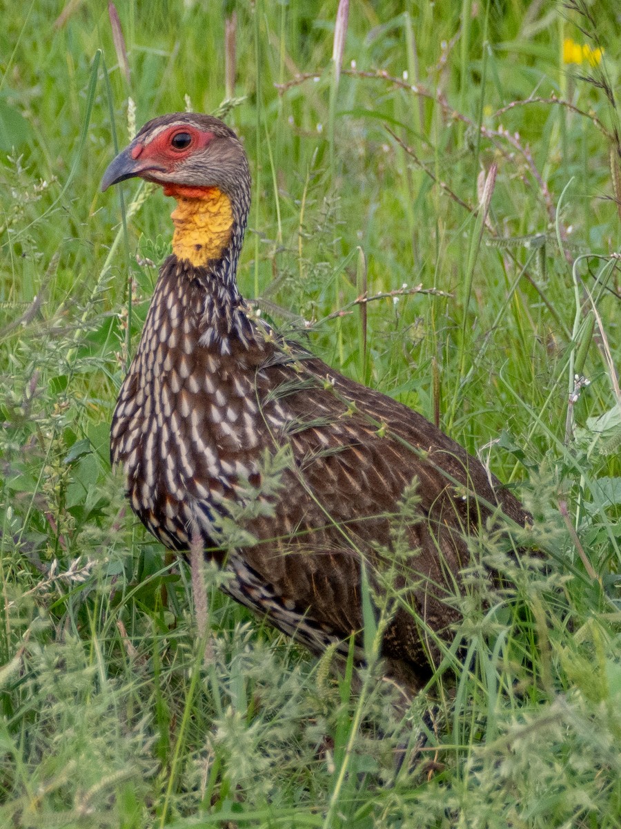 Yellow-necked Spurfowl - ML613079246