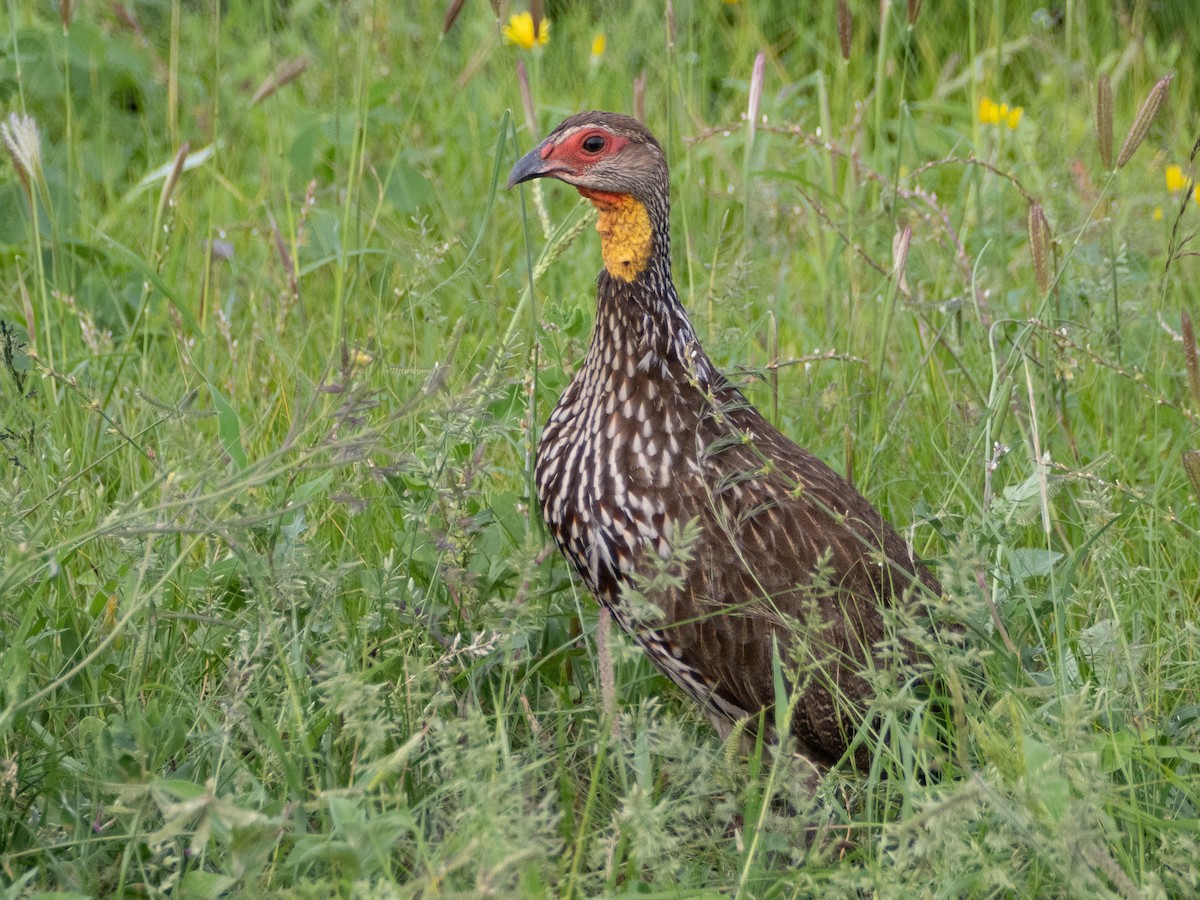 Yellow-necked Spurfowl - ML613079247