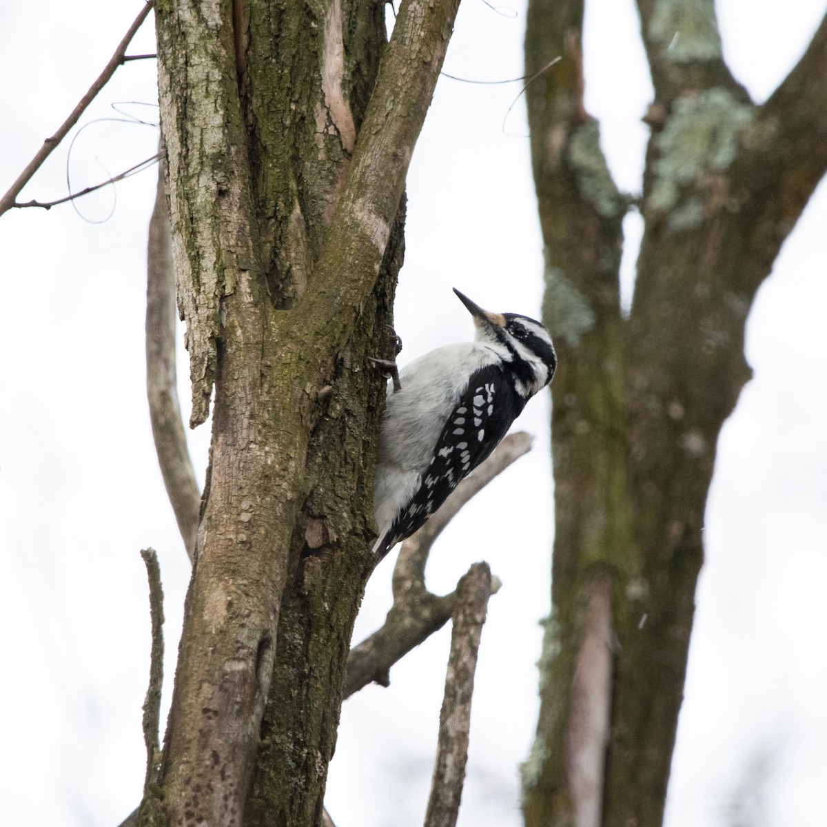 Hairy Woodpecker - ML613079249