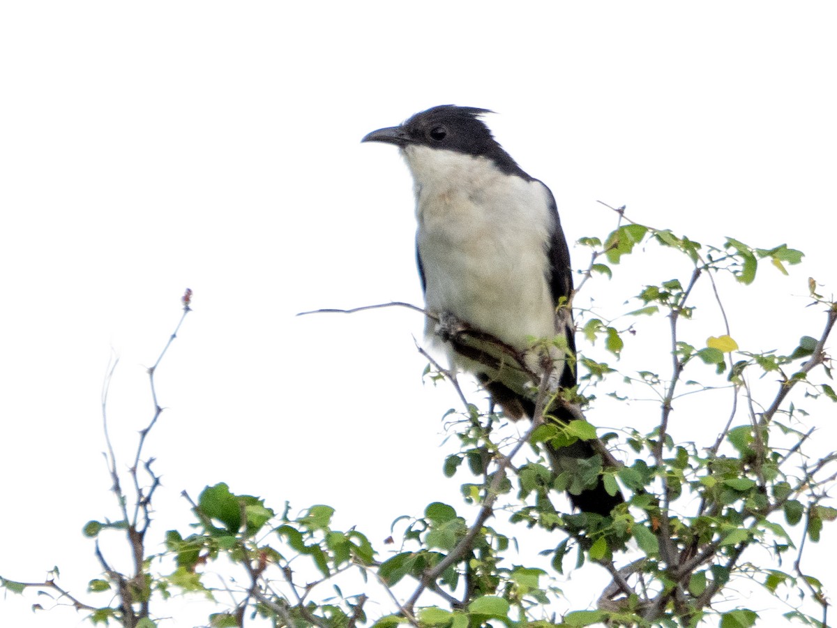 Pied Cuckoo - ML613079258