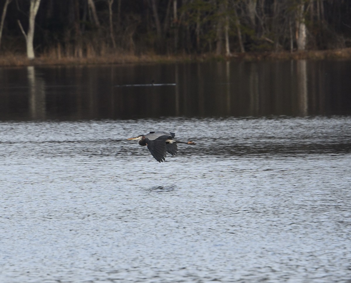 Great Blue Heron - ML613079276