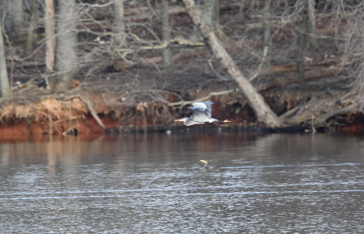 Great Blue Heron - ML613079277