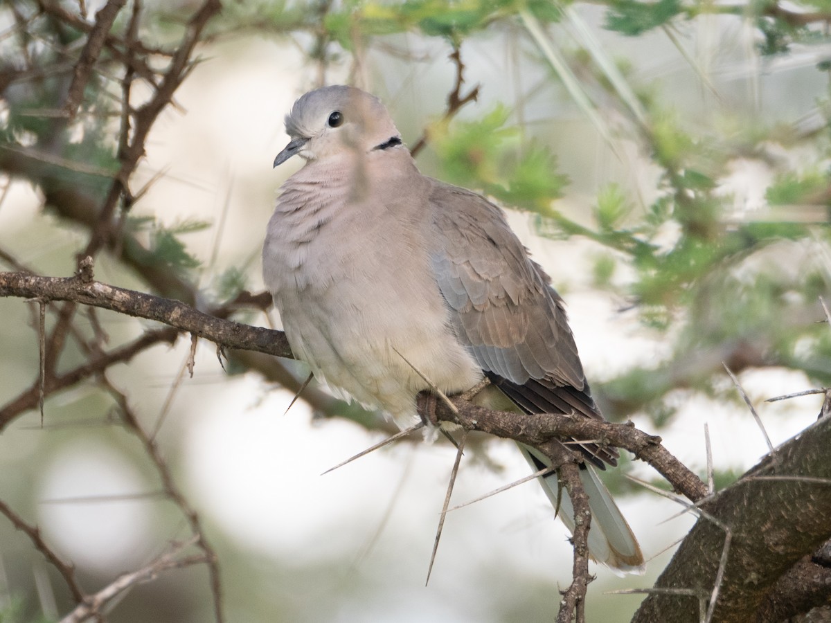 Ring-necked Dove - ML613079281