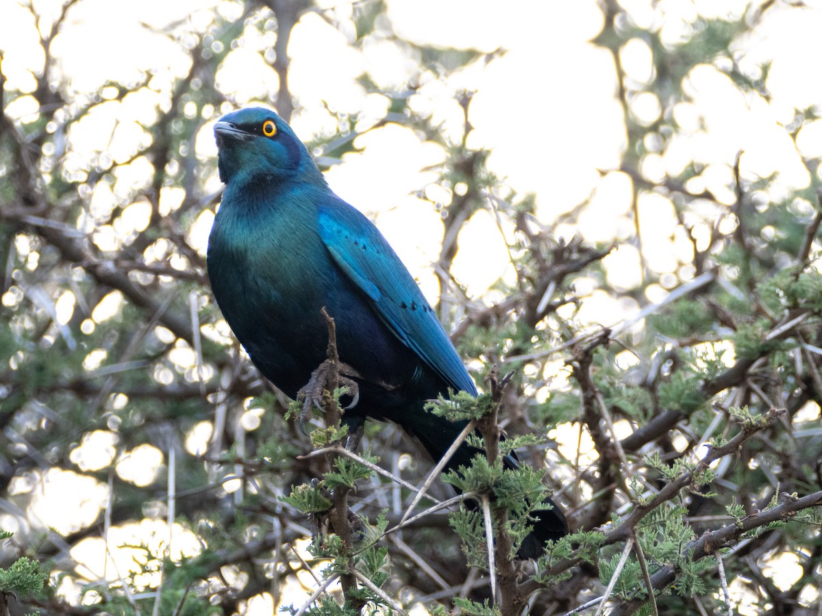 Greater Blue-eared Starling - ML613079290