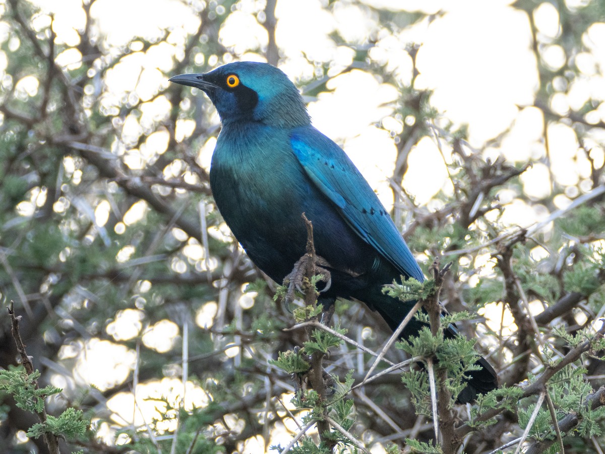 Greater Blue-eared Starling - ML613079291
