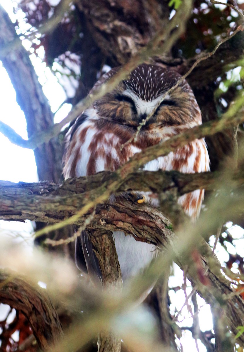 Northern Saw-whet Owl - ML613079303