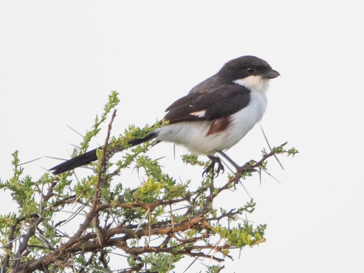 Long-tailed Fiscal - ML613079316