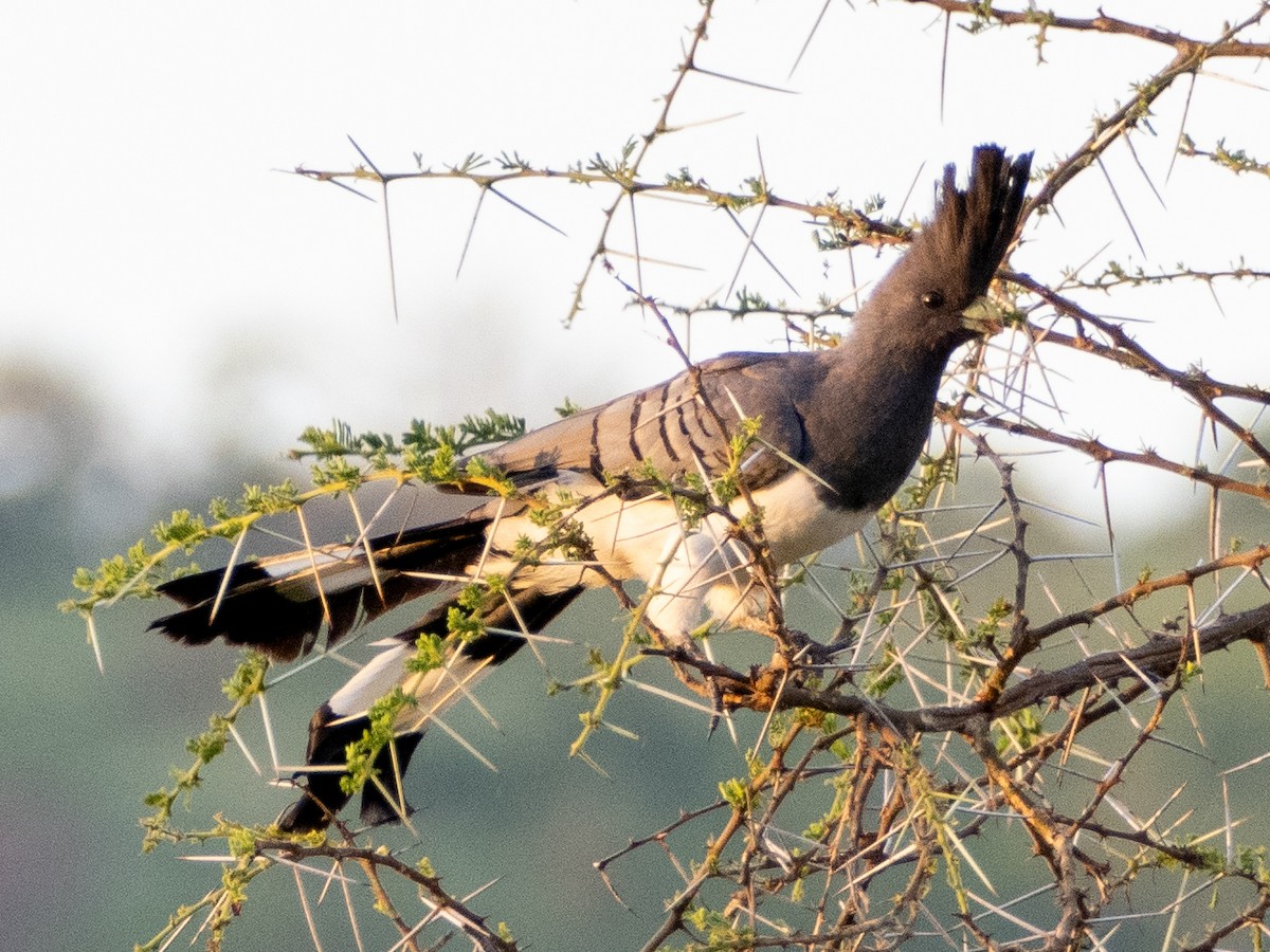 White-bellied Go-away-bird - ML613079336