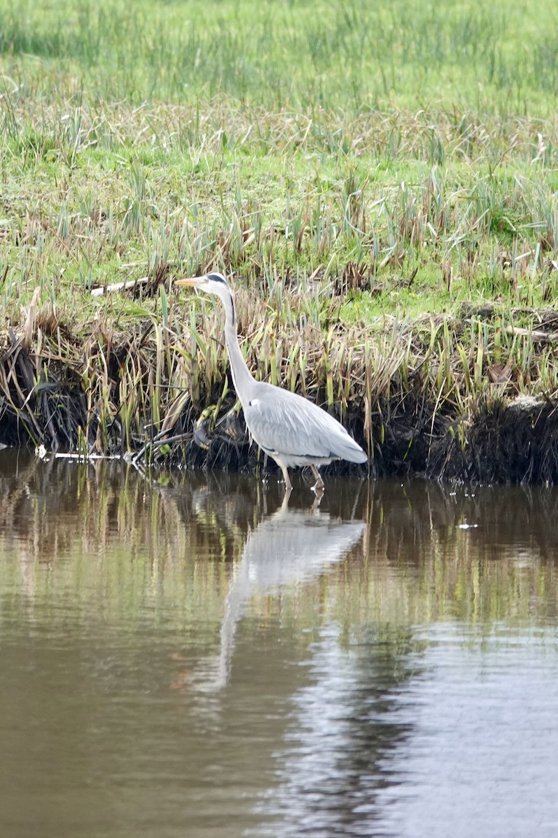 Graureiher - ML613079340