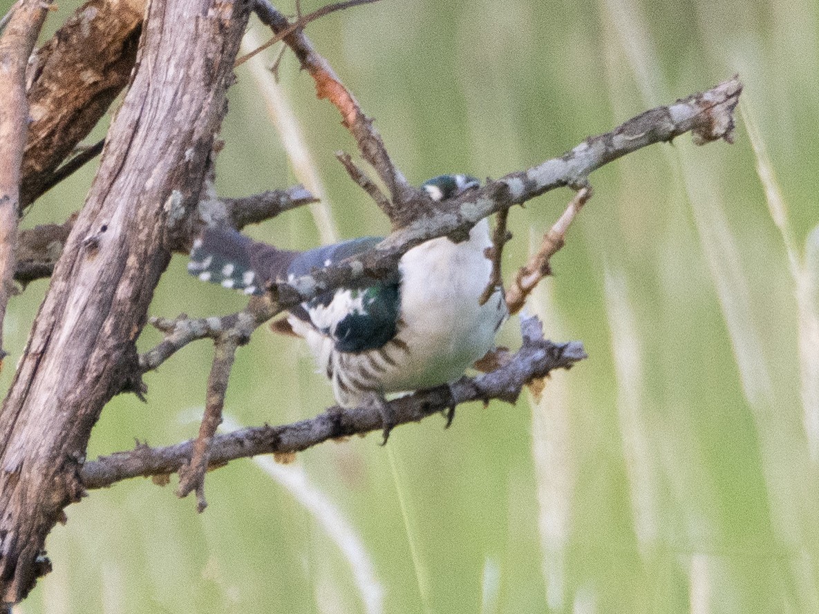 Dideric Cuckoo - ML613079351